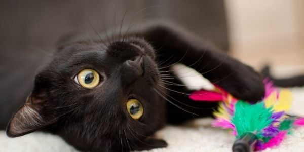 Enzyme cleaner for cat poop sale